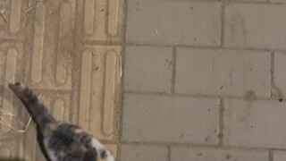 遇到一只黏人的小猫 跟了我一路