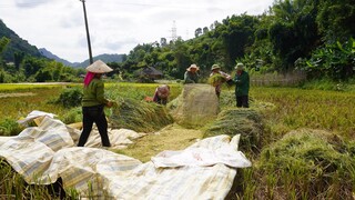 GẶT LÚA em Thơm đãi tiết canh | Nhịp Sống Tây Bắc