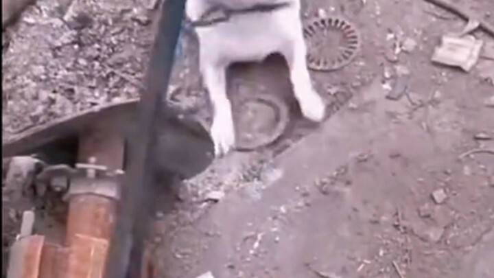 Doggy: Being a dog really does take natural talent, huh.