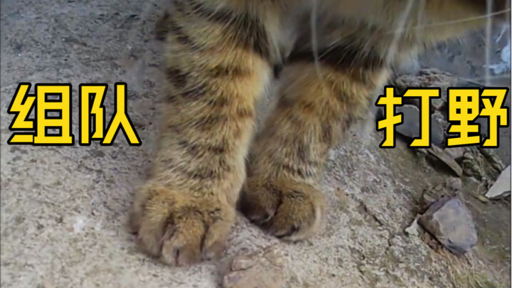 Pasang kamera pada Daju, lihat ke mana aja dia main setiap hari (6)