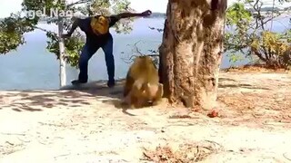 HAYOP KA HAHAHA DAMI KONG TAWA TIGER VS MONKEY 😂