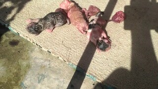 anak kucingku lucu baru dilahirkan - dunia binatang