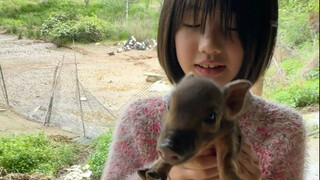 When did the mother pig have an affair and actually give birth to a litter of wild boar pups?