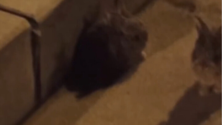 This is a rabbit, right? Ah.