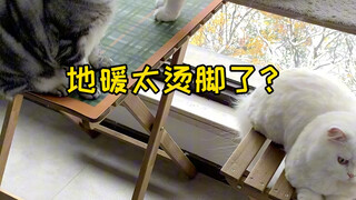 When a southern cat meets northern floor heating, should I choose the cat or turn off the floor heat