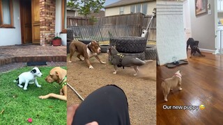 狗狗们的第一次相见