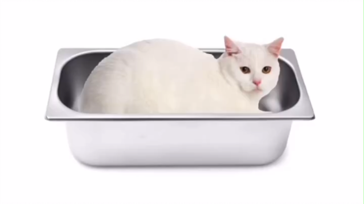 How to Make Cat Ice Cream