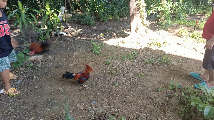 sunday spar straight sweater