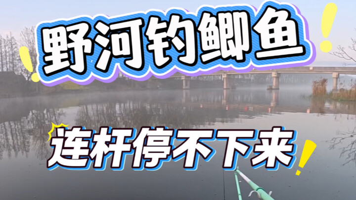 Catching crucian carp in a wild river—reels keep coming one after another!