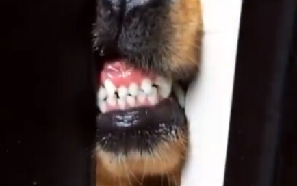 This little cutie slips you a smile through the crack in the door!