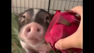 piggy กินข้าว cut