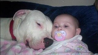 Pitbull Dogs ปกป้องเด็ก รวบรวม - Dog Protects Baby Videos