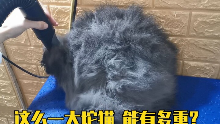 แมวขนยาวตัวใหญ่มากอาบน้ำ ทั้งล้าง ตัด และเป่าลมก็ไม่ขยับเลย นั่งขดตัวอยู่แค่กองขนเดียว