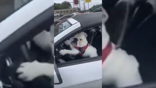 หมาขับรถนะ อันตราย เอาจูบๆ เหม็นมาก อันตลาย ฮาทุกฉาก ขำไม่ไหว！#Funny