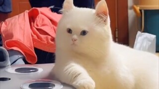 Life is not terrible, but cats are terrible!