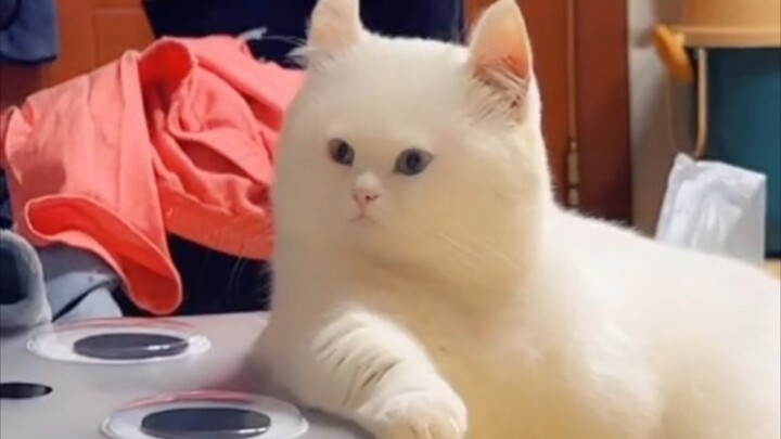 ชีวิตไม่ได้แย่ แต่แมวนี่แย่จริงๆ!