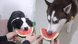 Husky và Collie ăn dưa hấu, cách biệt IQ hoàn toàn