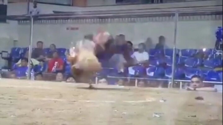 2018 CF 4 CK SJC. CHAMPION.