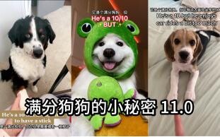 Rahasia Kecil Anjing Sempurna 11.0