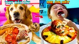 Thú Cưng Vlog | Chó Gâu Đần Golden Troll Mẹ #26 | Chó golden vui nhộn | Funny pets smart dog