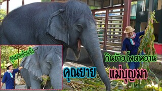 คุณยายแม่บุญมาแก่แล้วต้องกินข้าวโพดออน