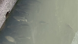 Singapore's Little Ditch Has This Incredible Resource