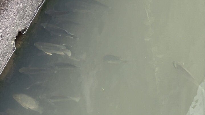 هذا المورد الخارق لمجاري المياه الصغيرة في سنغافورة