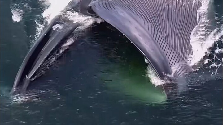 The神奇的 blue whale, the world’s biggest glutton