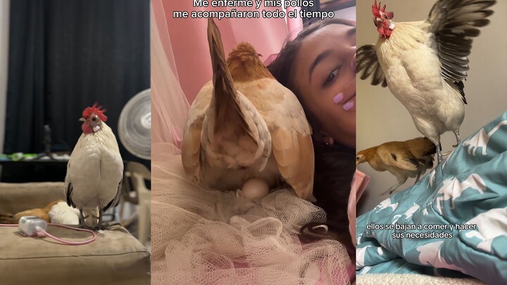 Bạn thân của con người không chỉ có chó, mà còn có thể là gà cảnh nữa🤭