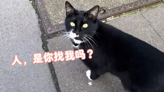 原来外国猫不叫咪咪，各国猫咪接头暗号