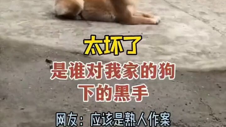 Yangzhou, Jiangsu: Sungguh nakal! Sang pemilik mengeluh anjingnya dihias dengan riasan smokey eye ol