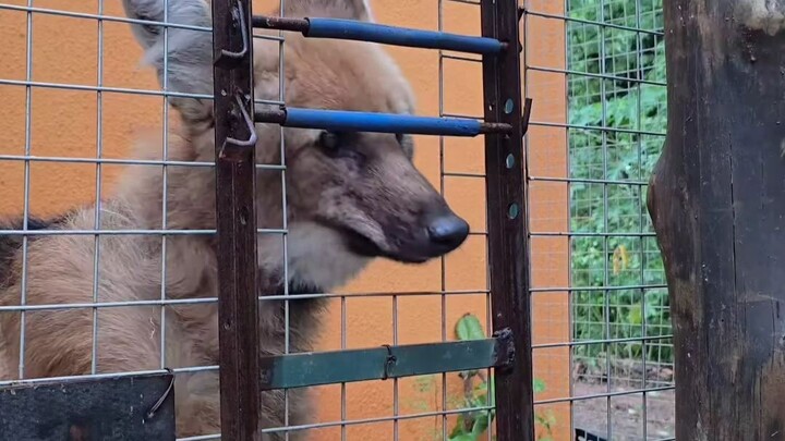 Desensitization Training for a 14-Year-Old Maned Wolf