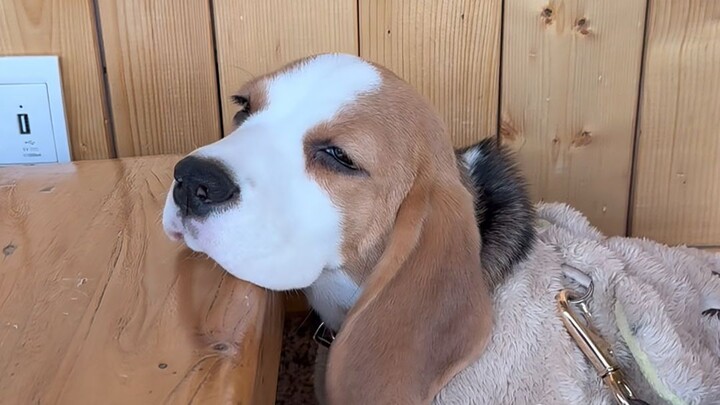 Beagle: I’ve reached the Demon Egg Master.