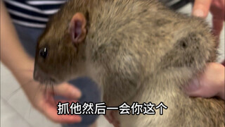 علّم أمي التي تخاف من الفئران كيف تصطاد الفئران بكل سهولة