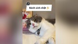 Đặt bánh sinh nhật cho Beo cat trending beothemeow