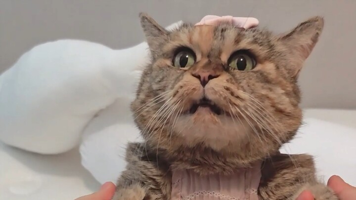 Clang: It’s really tough just to get a bite of your cat food