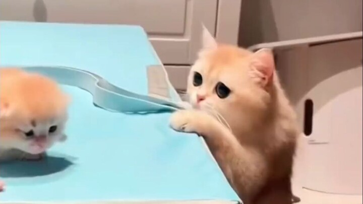 Ai nhìn thấy cái này cũng sẽ tha thứ cho thế giới!