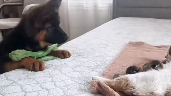 Kucing yang bisa membawa keberuntungan bagi manusia