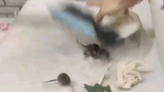 When I arrived at the dorm for the new semester, I found that mice had already had several litters.