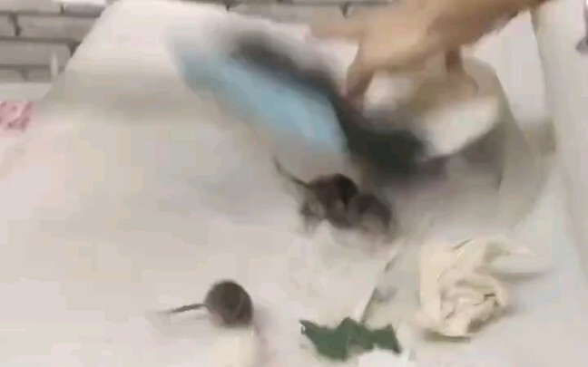 开学来到寝室发现老鼠都过了几窝