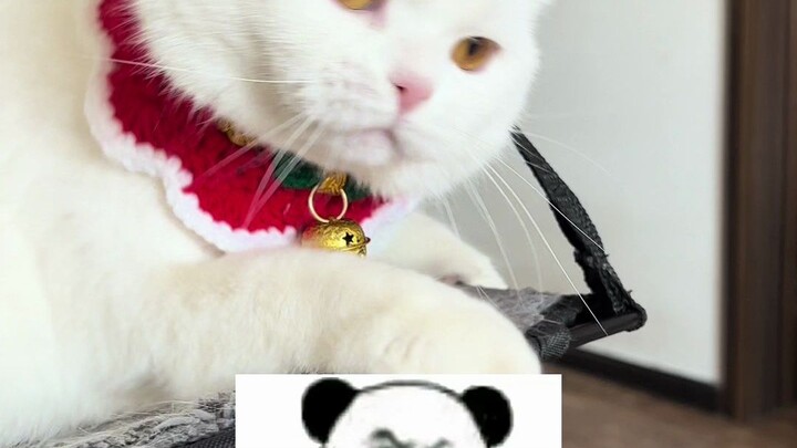 Sự ăn ý giữa tôi và thú cưng~