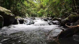 Aliran Sungai Di Tengah Hutan