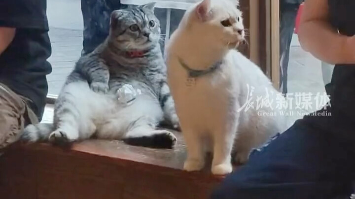 Gray Cat: I’m speechless. Is this something a human would do?