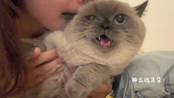 A kitty head that meows as soon as you touch it