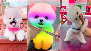 Funny and Cute Dog Pomeranian 😍🐶| Funny Puppy Videos #194