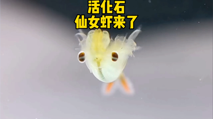 活化石仙女虾来了，真的很仙