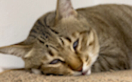 Kucing keluarga siapa yang tidur seperti ini ya
