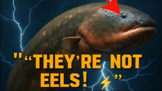 “Electric Eels: The Blind Fish That Hunts With Lightning”