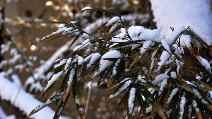 【رقائق الثلج المتناثرة، تعلقها الرياح عند جدول الخيزران — عود شعر خيزراني قابل للانكماش الحراري مميز