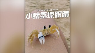 小螃蟹擦眼睛